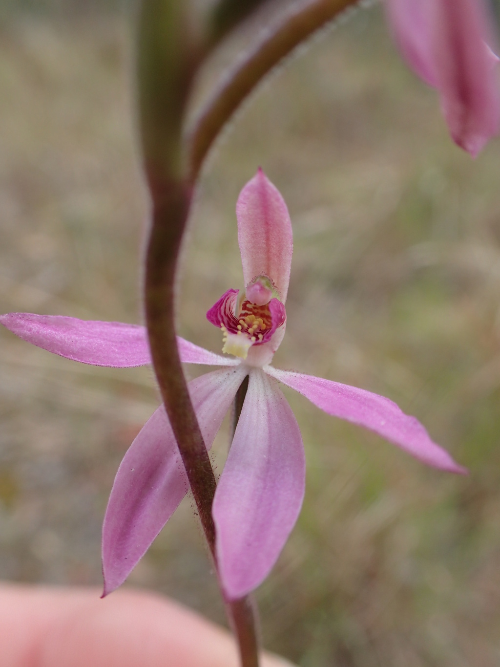 Caladenia vulgaris (hero image)