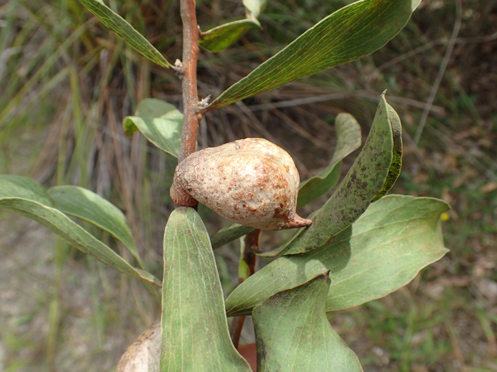 Hakea elliptica (hero image)