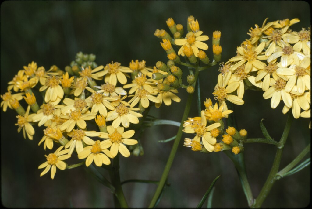 Senecio linearifolius var. linearifolius (hero image)