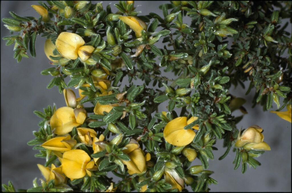 Pultenaea hispidula (hero image)