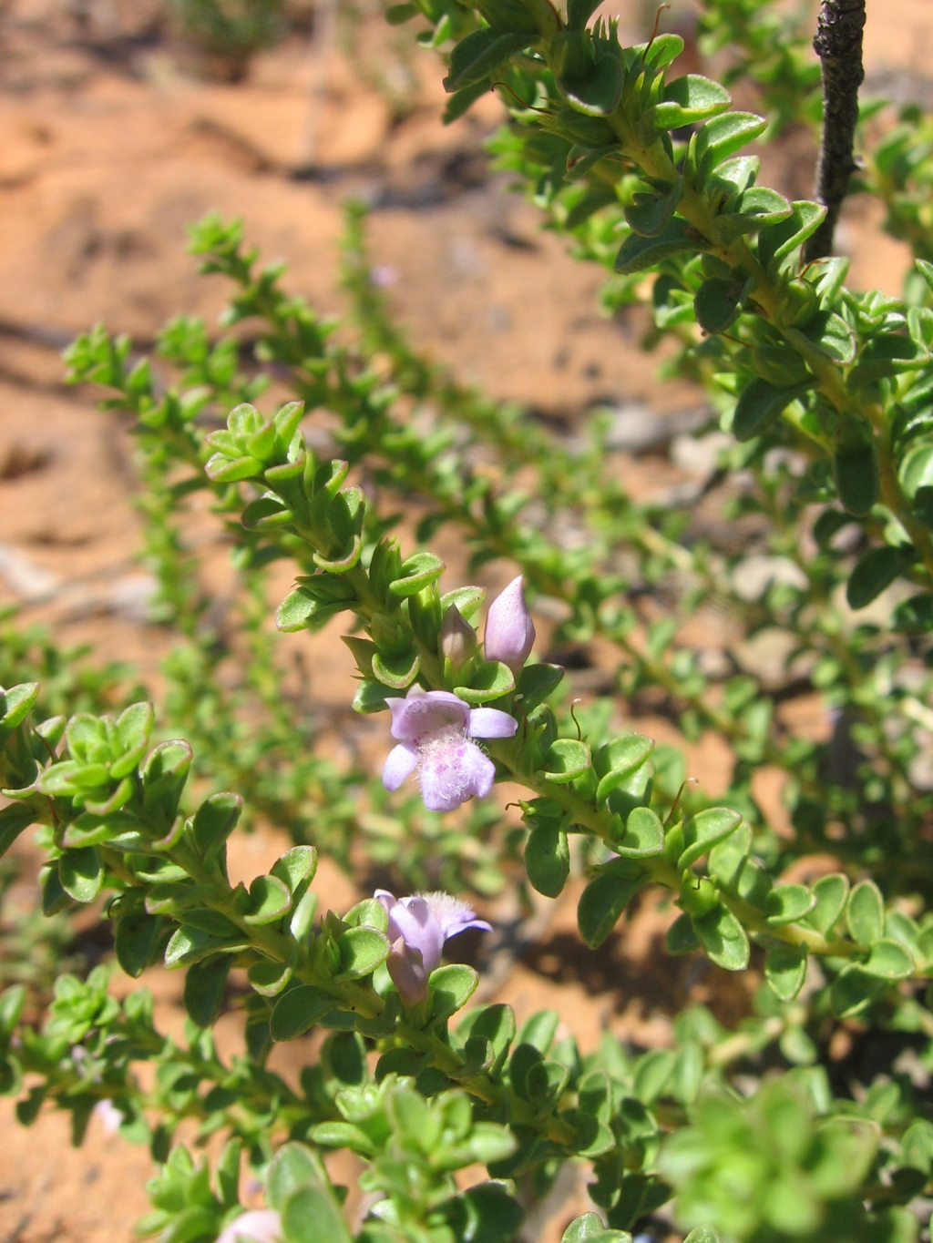 Eremophila crassifolia (hero image)