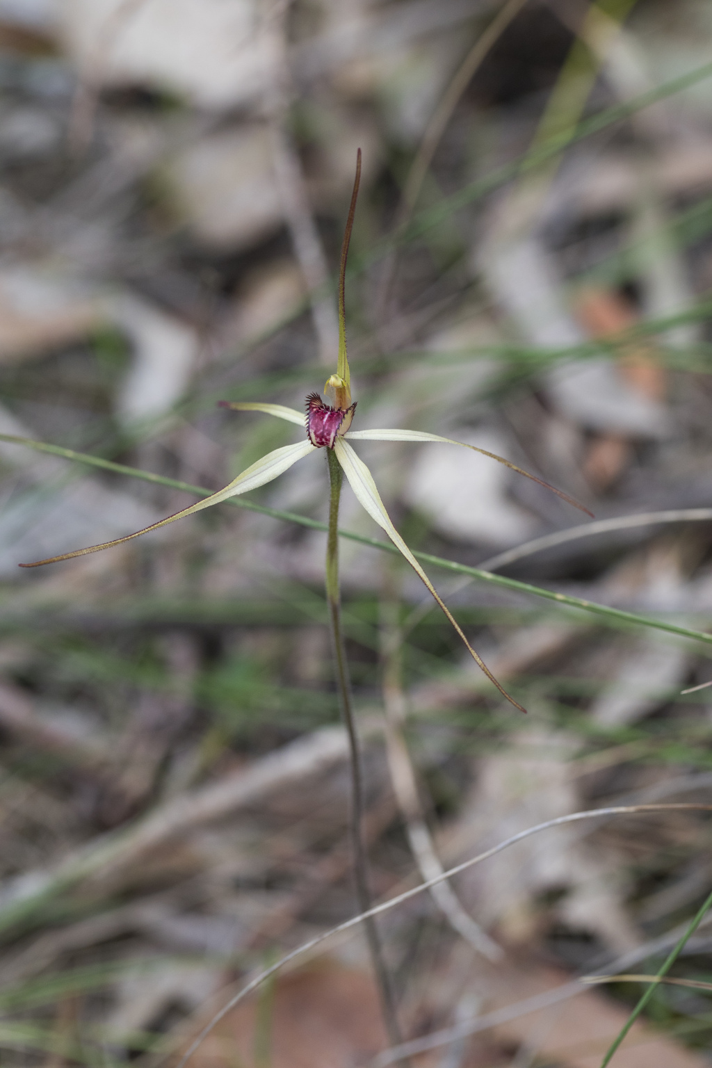 Caladenia oenochila (hero image)