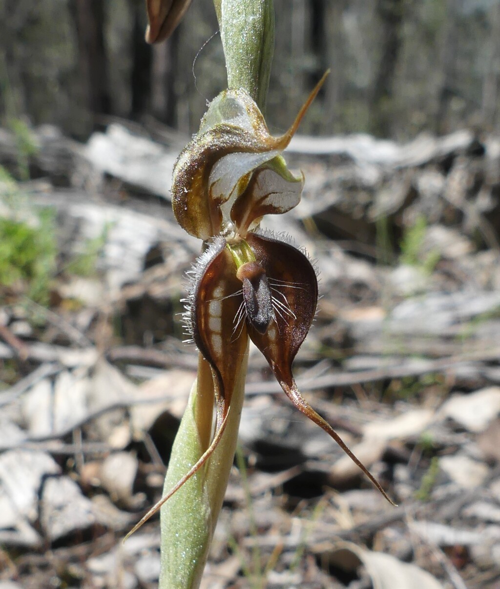 Pterostylis sp. aff. boormanii (Beechworth) (hero image)