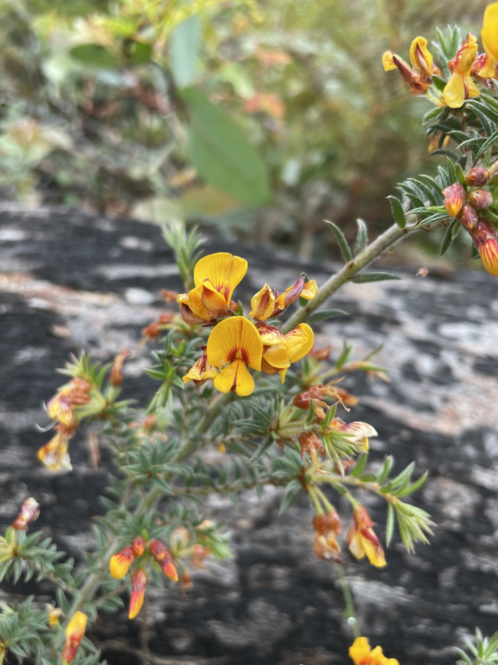 Pultenaea vrolandii (hero image)