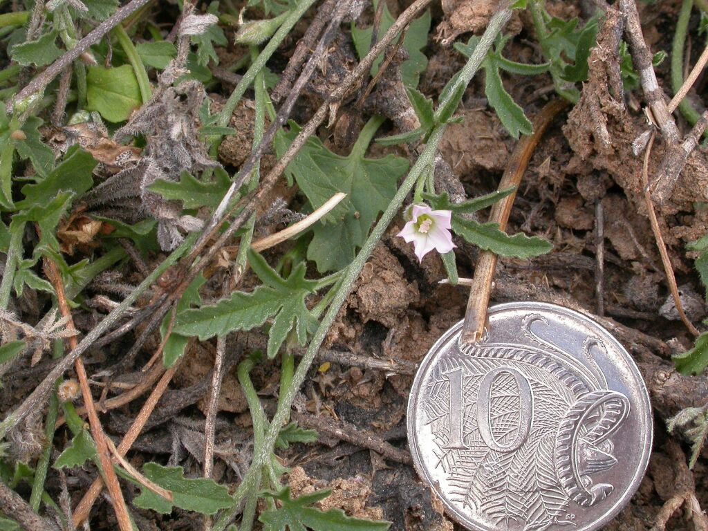 Convolvulus clementii (hero image)