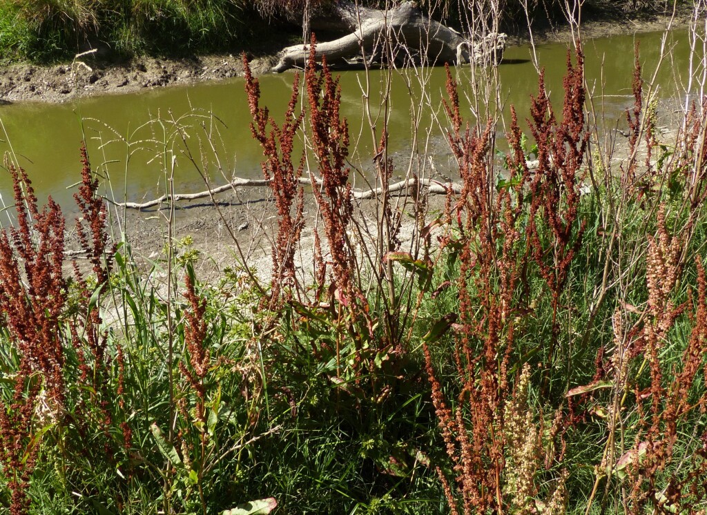 Rumex crispus (hero image)
