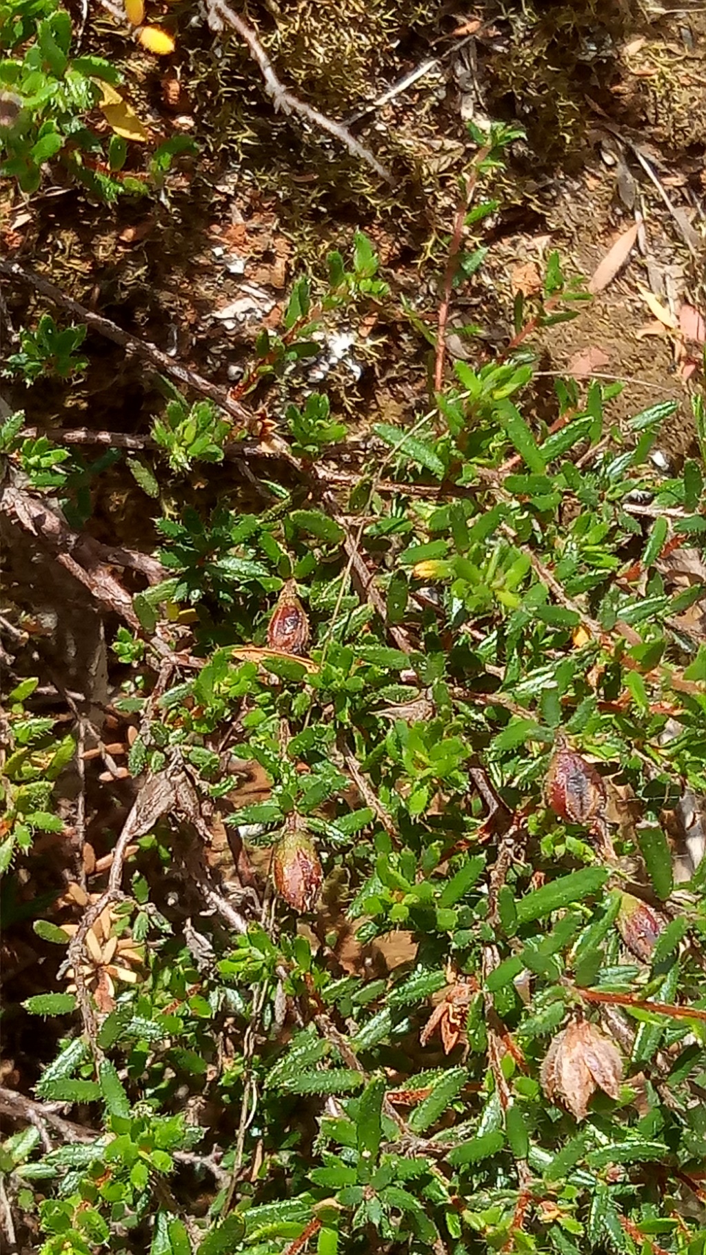 Hibbertia samaria (hero image)