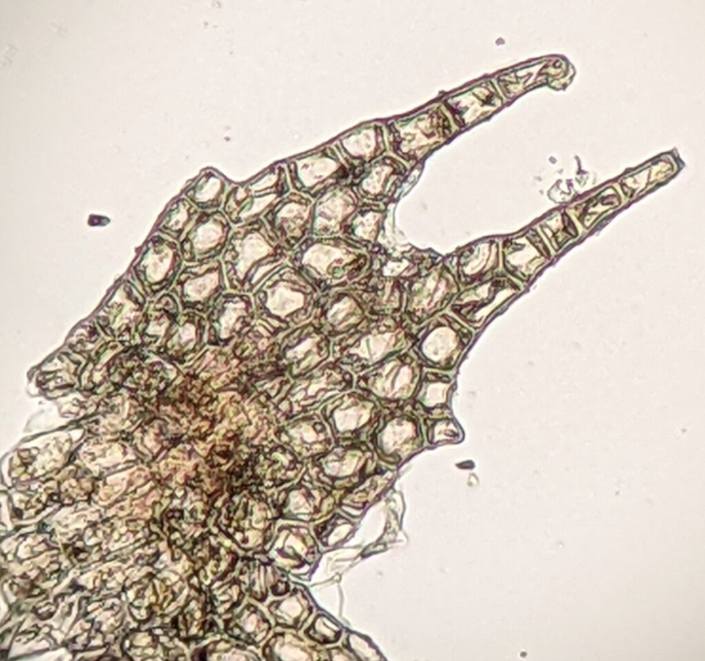 Leptophyllopsis (hero image)