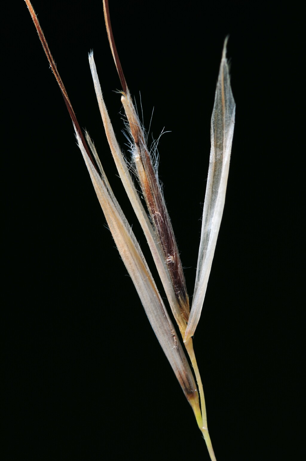 Austrostipa stipoides (hero image)