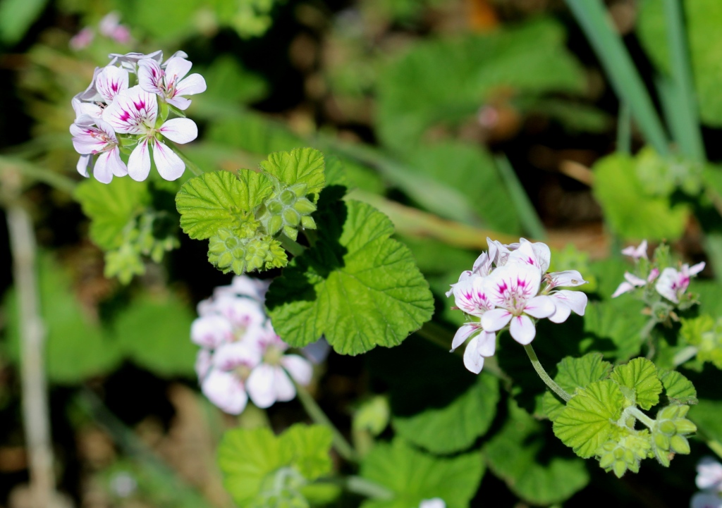 Pelargonium australe (hero image)