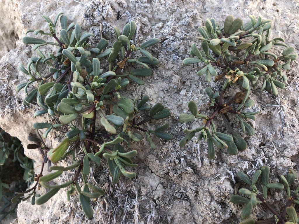 Roepera ammophila (hero image)