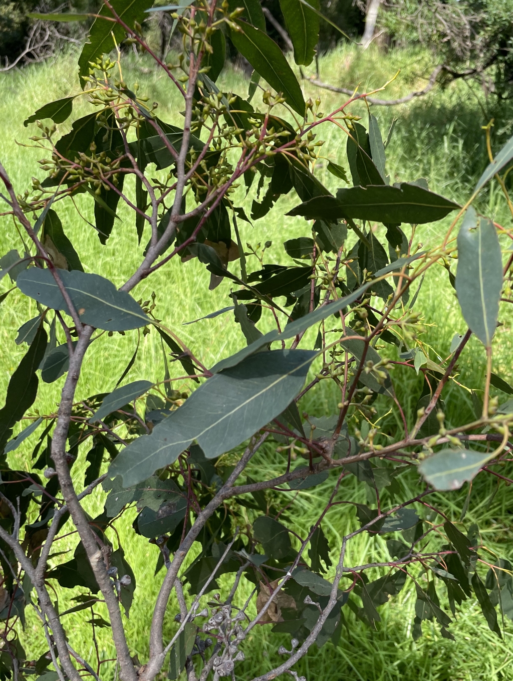 Eucalyptus strzeleckii (hero image)