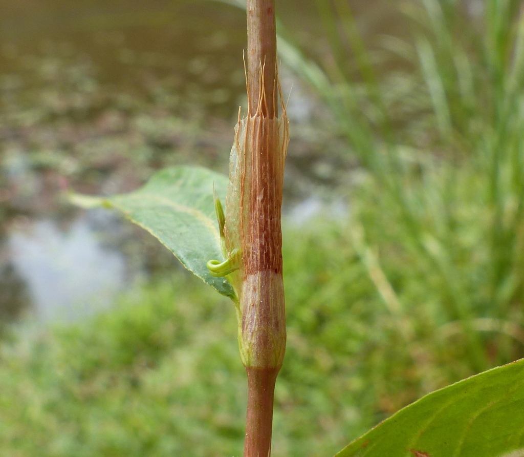 Persicaria decipiens (hero image)