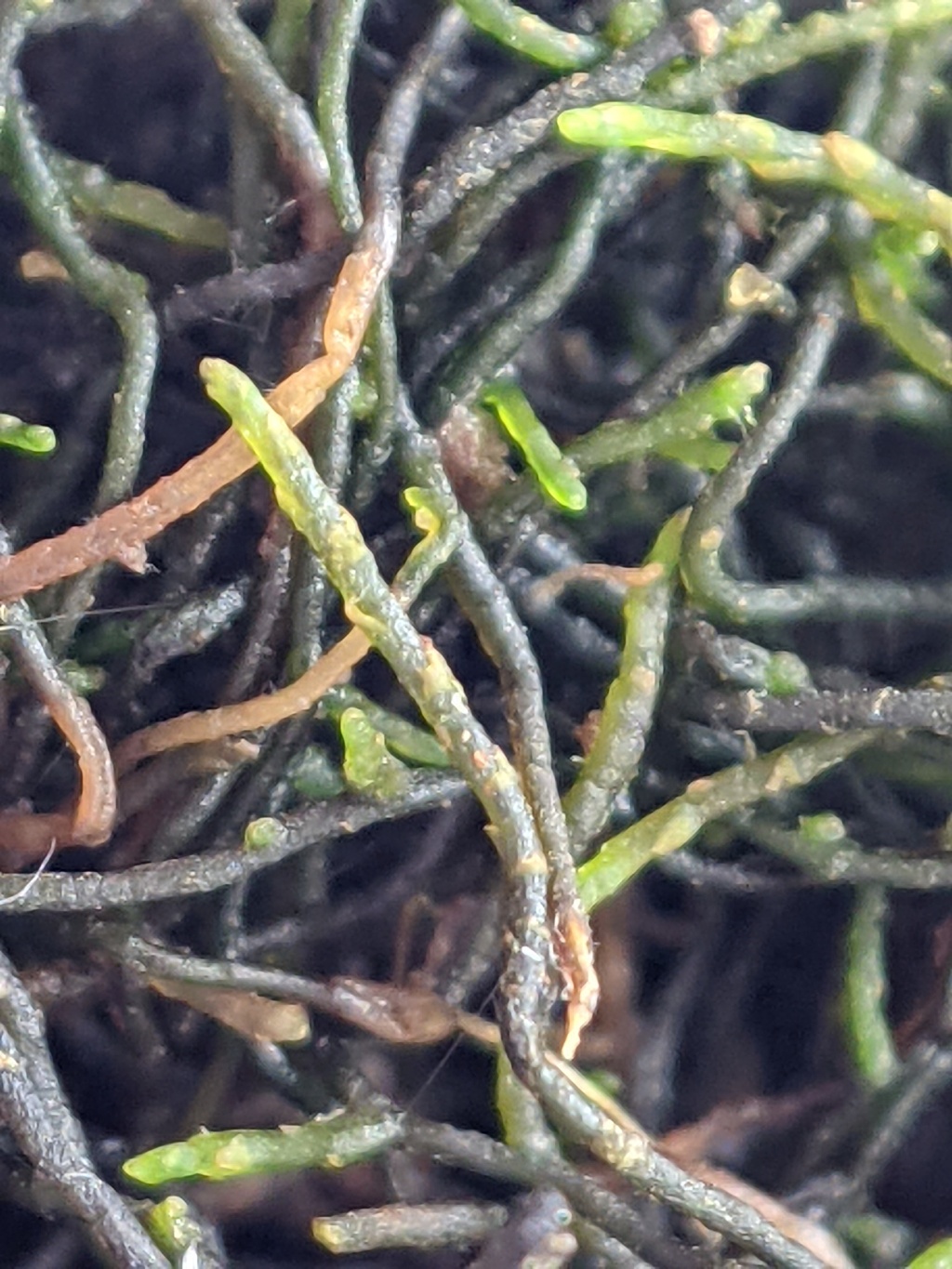 Cephalomitrion aterrimum (hero image)
