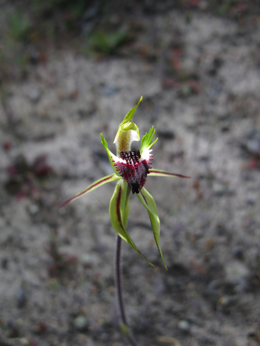 Caladenia stricta (hero image)