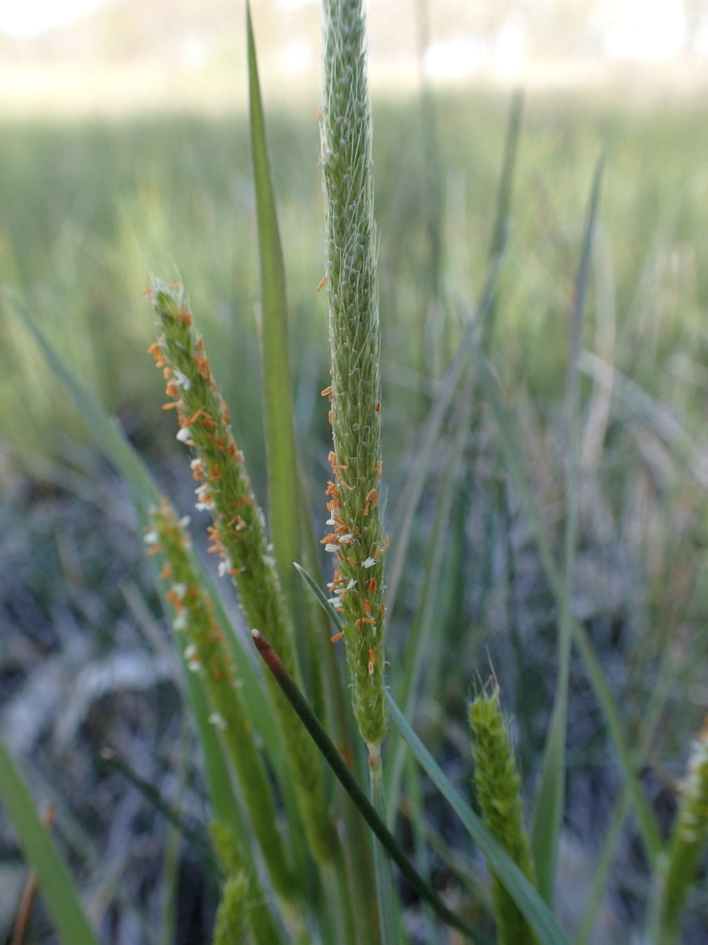 Alopecurus geniculatus (hero image)