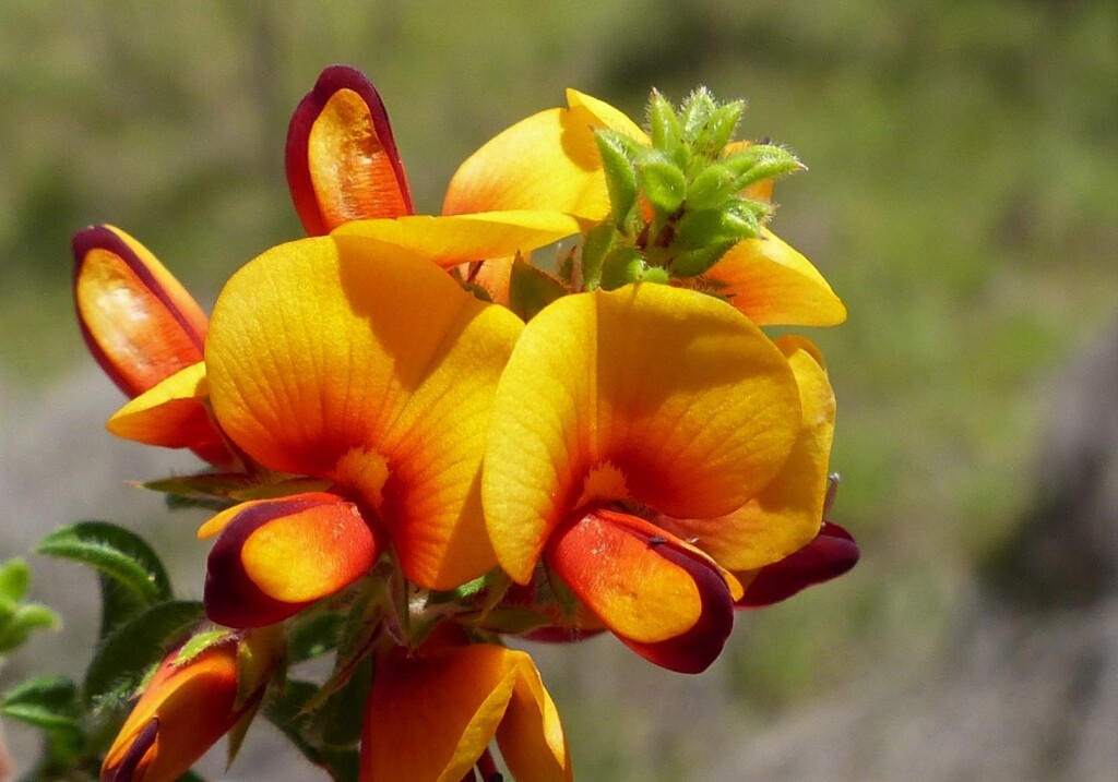 Pultenaea procumbens (hero image)