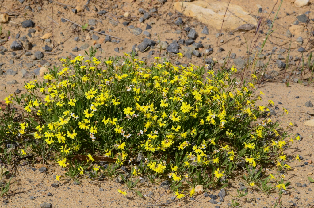 Goodenia heteromera (hero image)