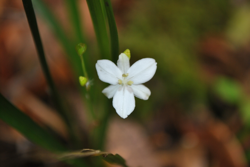 Libertia paniculata (hero image)