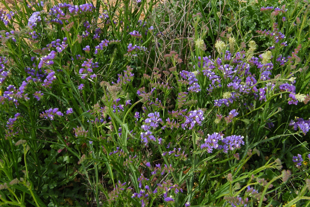 Limonium companyonis (hero image)