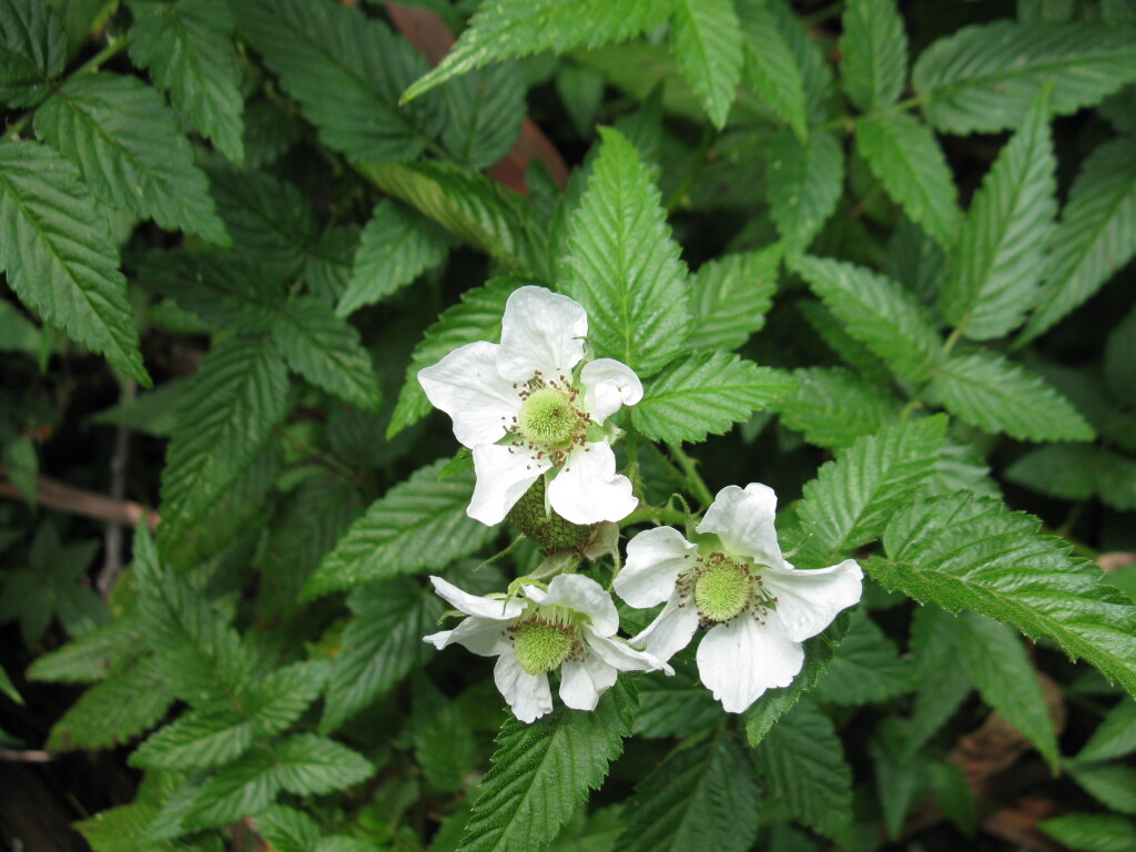 Rubus rosifolius (hero image)