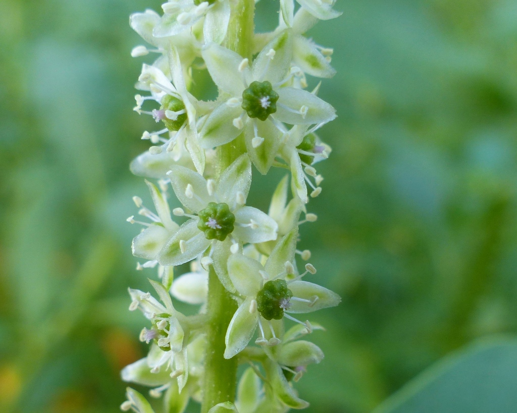 Phytolacca (hero image)