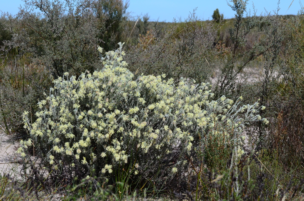 Pimelea octophylla (hero image)