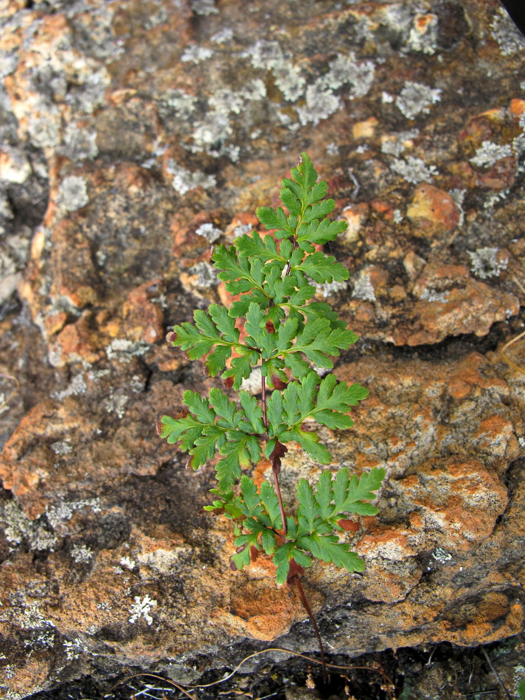 Cheilanthes sieberi (hero image)