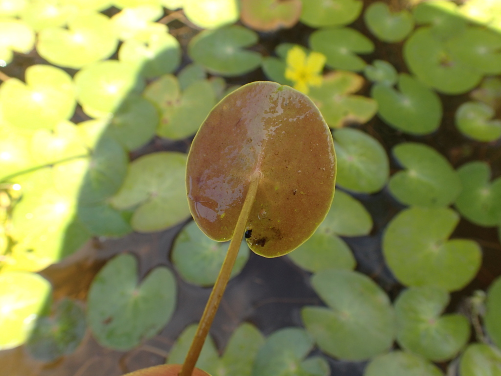 Nymphoides montana (hero image)