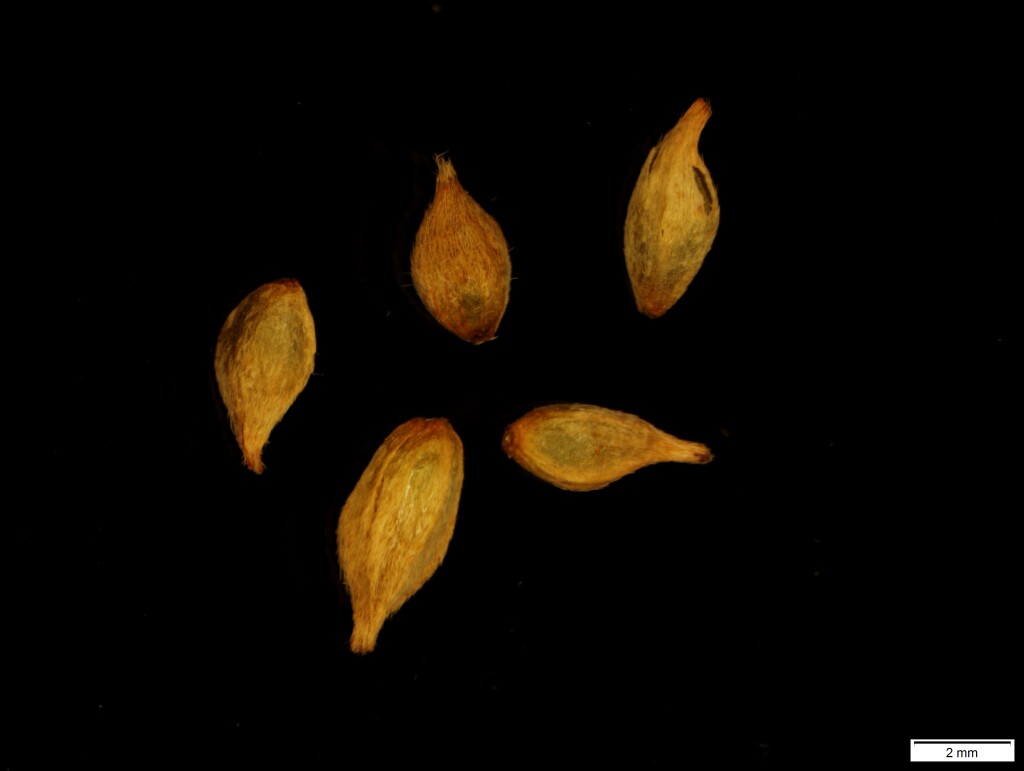 Pimelea ligustrina subsp. ligustrina (hero image)