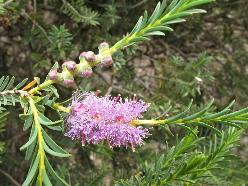 Melaleuca (hero image)