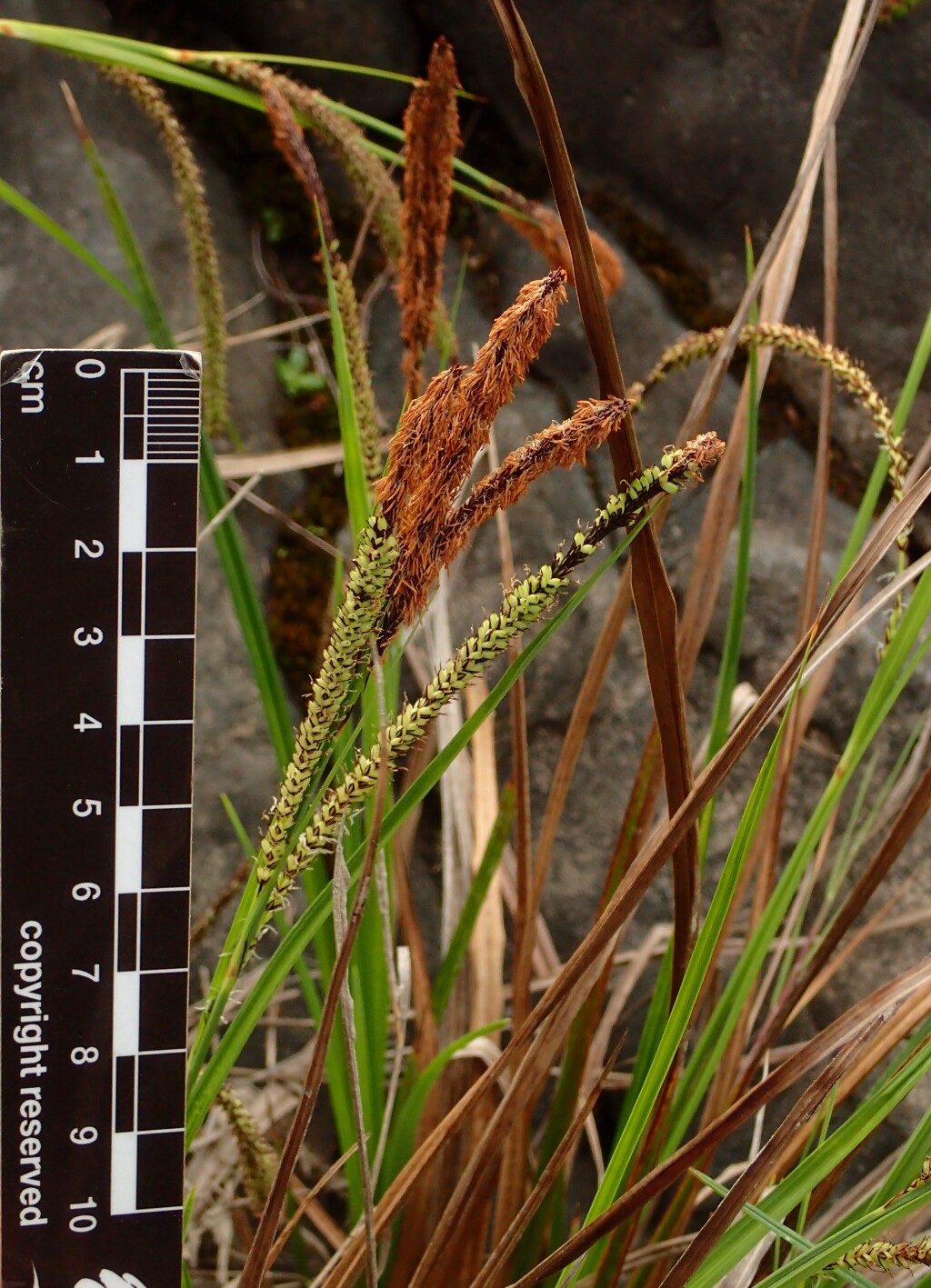 Carex polyantha (hero image)