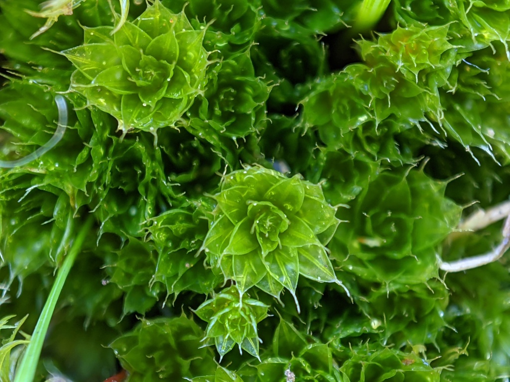 Rosulabryum campylothecium (hero image)