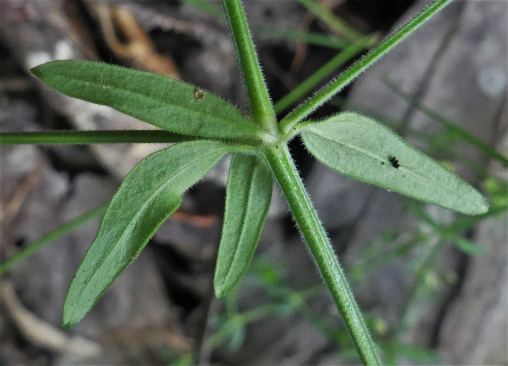 Galium polyanthum (hero image)