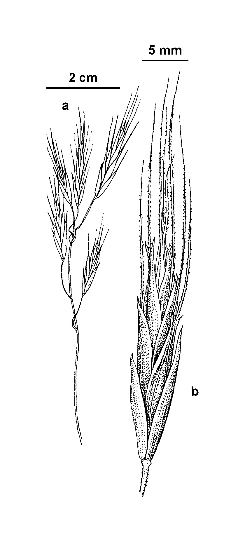 Bromus arenarius (hero image)