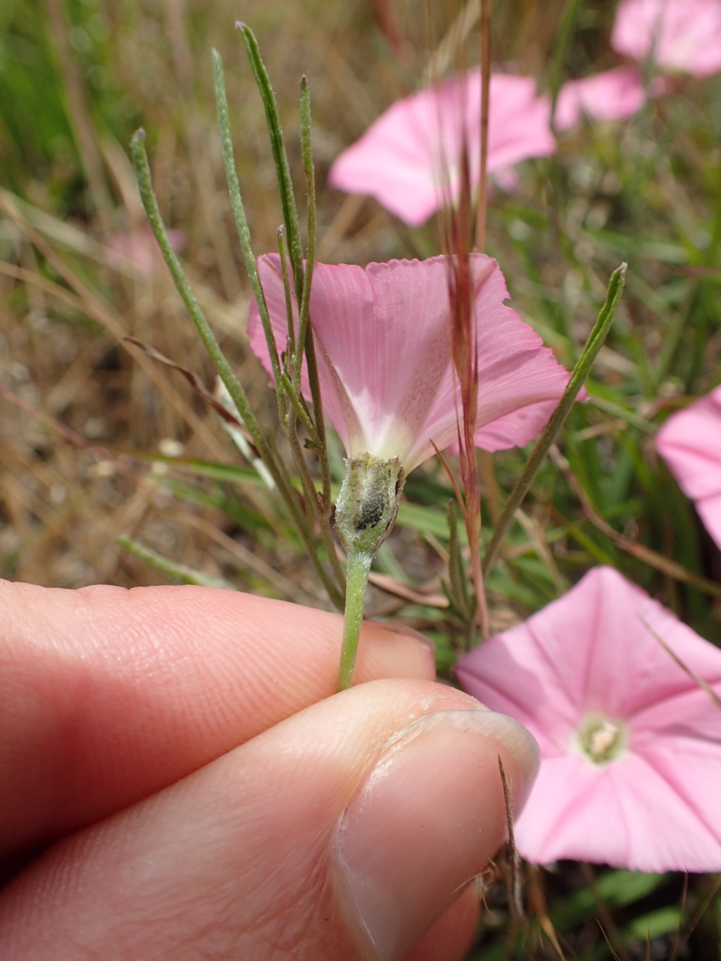 Convolvulus angustissimus subsp. omnigracilis (hero image)