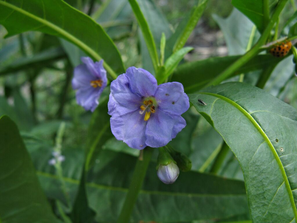 Solanum simile (hero image)