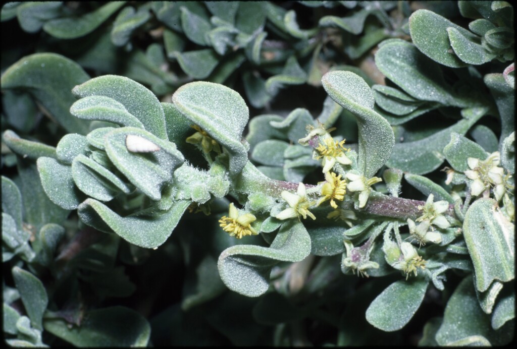 Tetragonia decumbens (hero image)