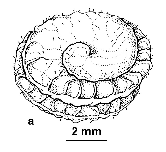 Medicago rugosa (hero image)