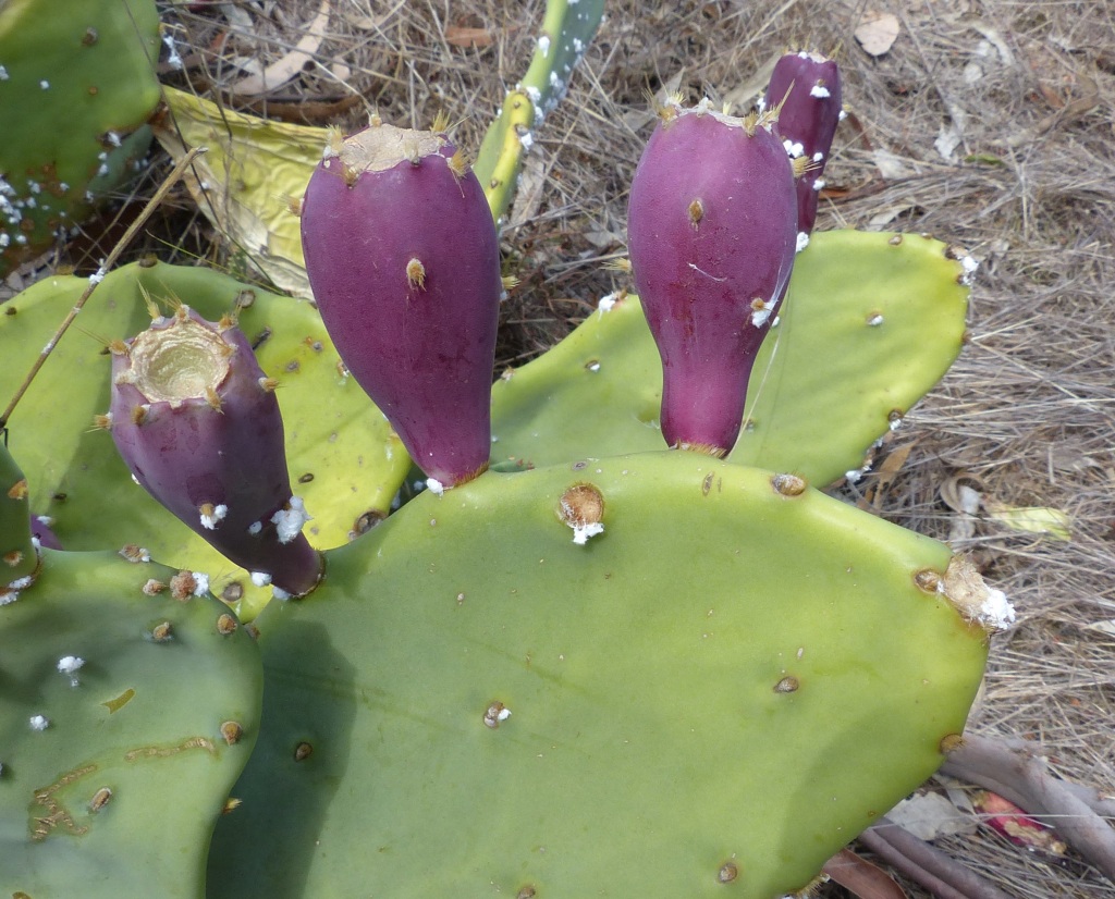 Opuntia stricta (hero image)