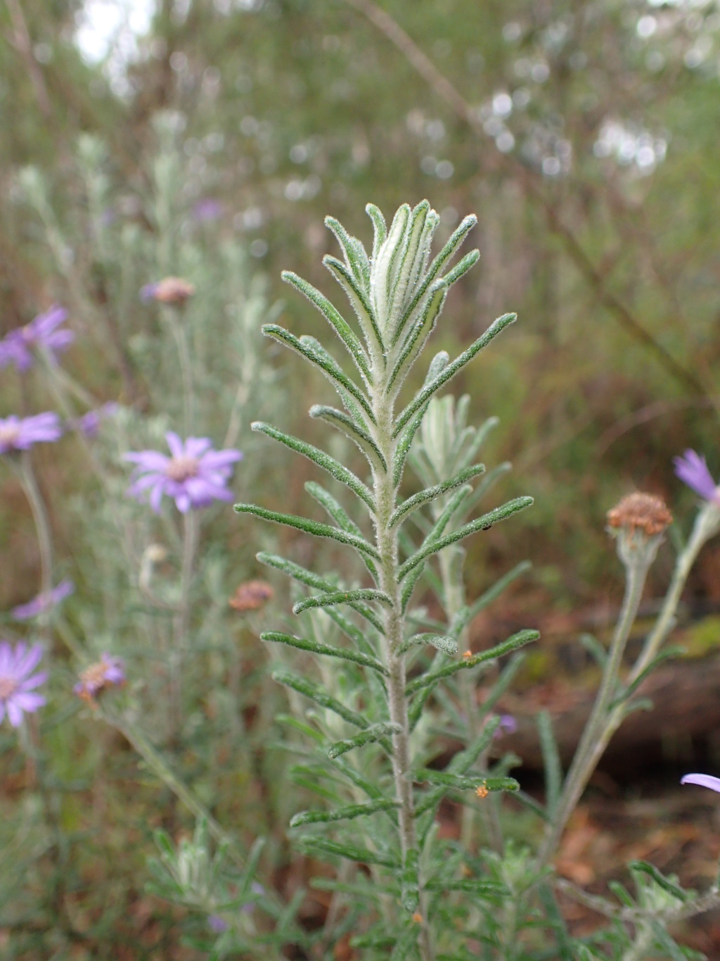 Olearia asterotricha (hero image)