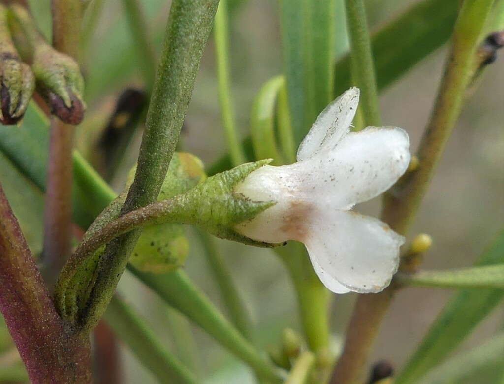 Myoporum montanum (hero image)