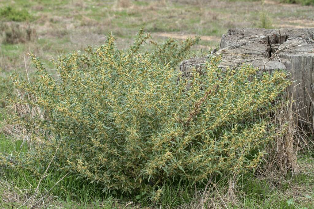 Xanthium spinosum (hero image)