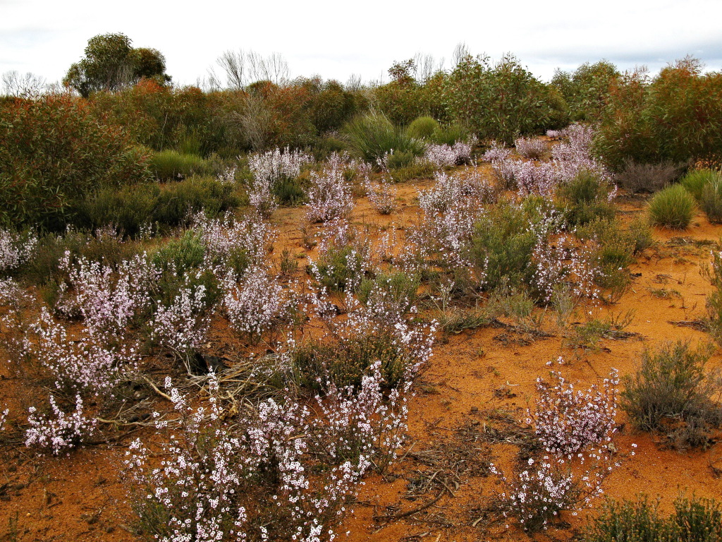 Baeckea crassifolia (hero image)