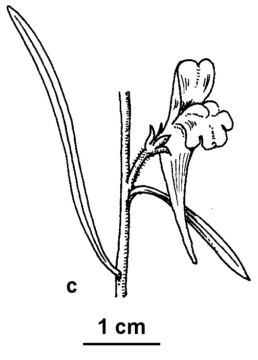 Linaria vulgaris (hero image)