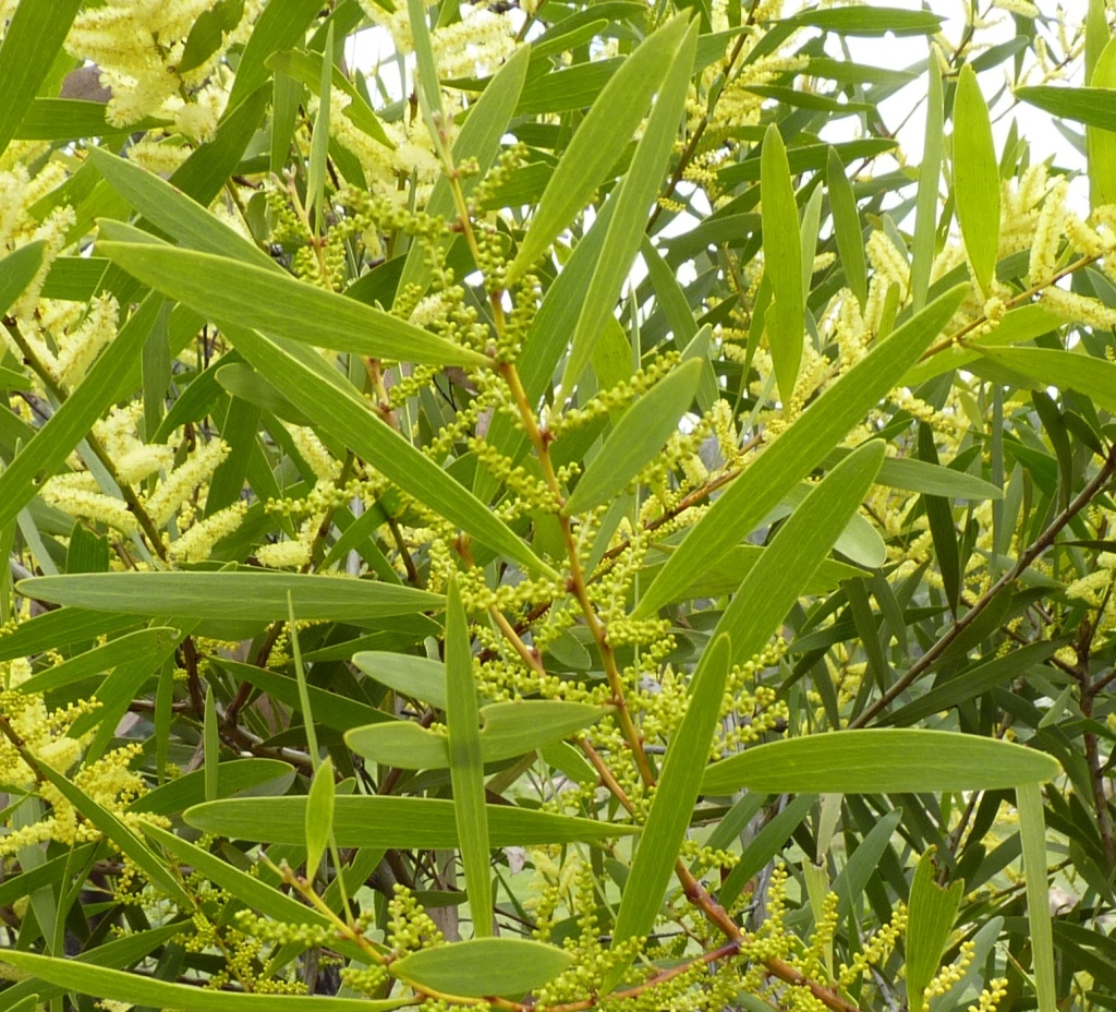 Acacia longifolia subsp. longifolia (hero image)