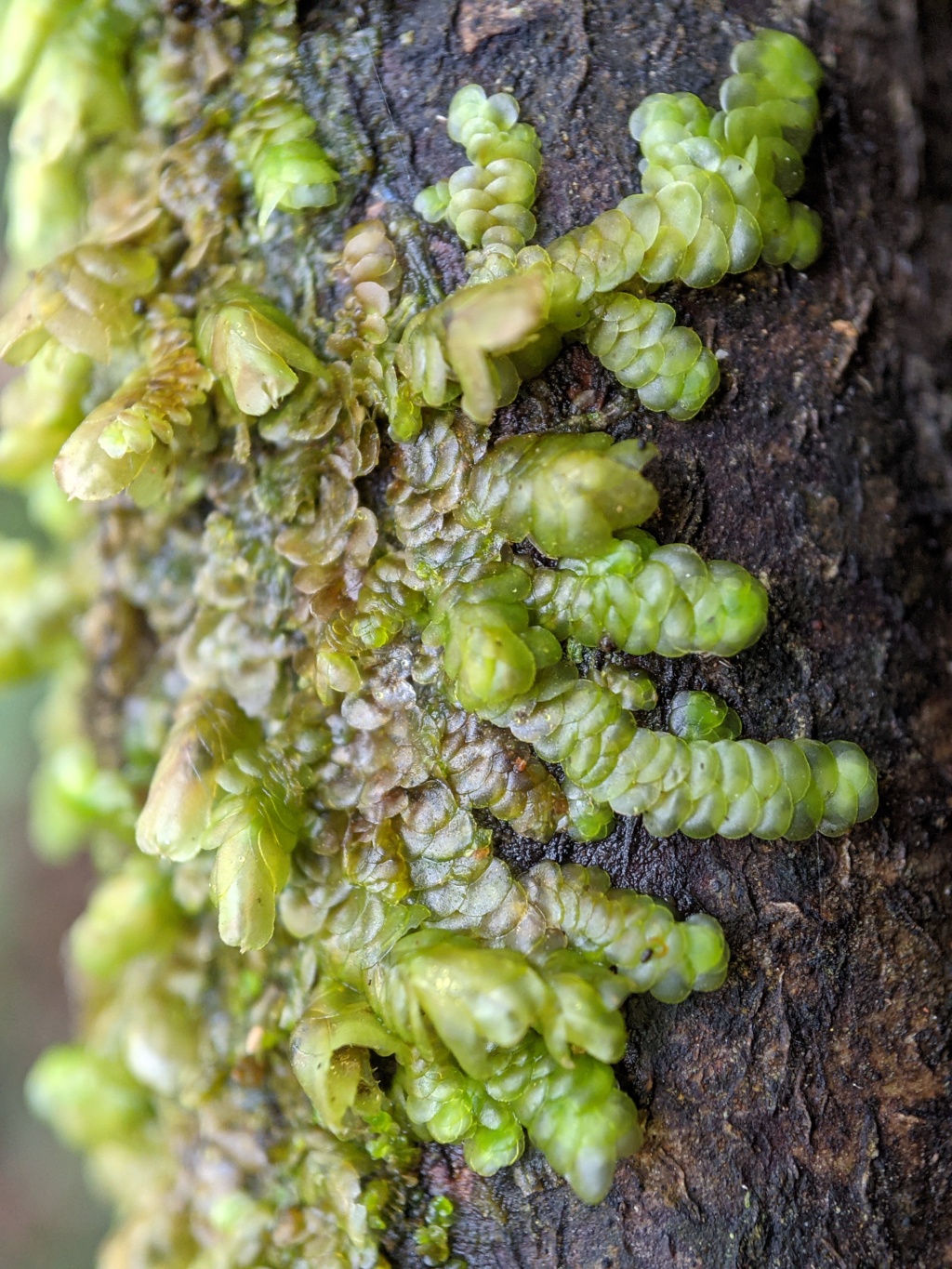 Frullania clavata (hero image)
