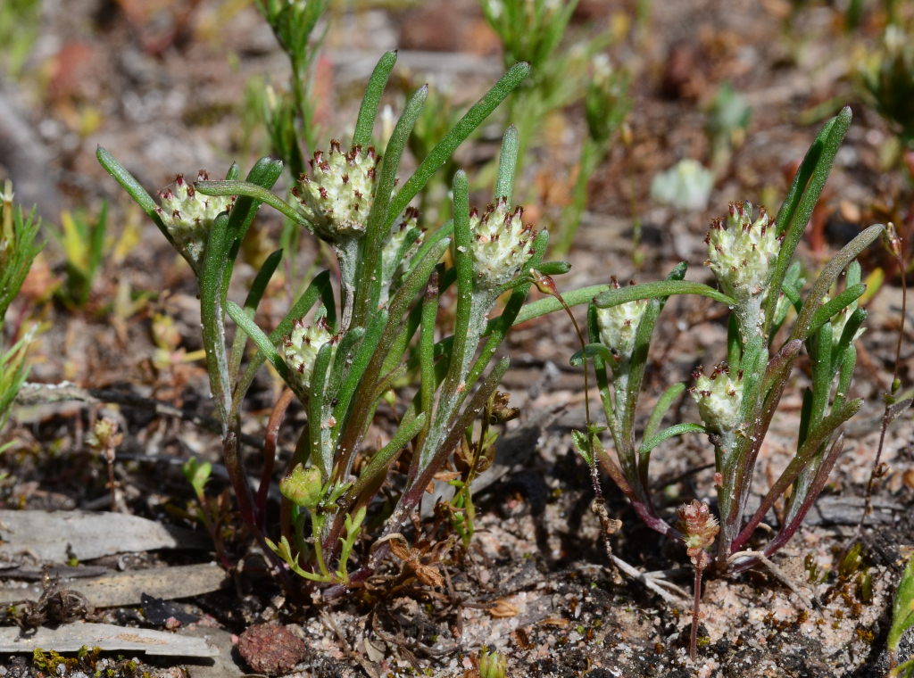 Blennospora (hero image)