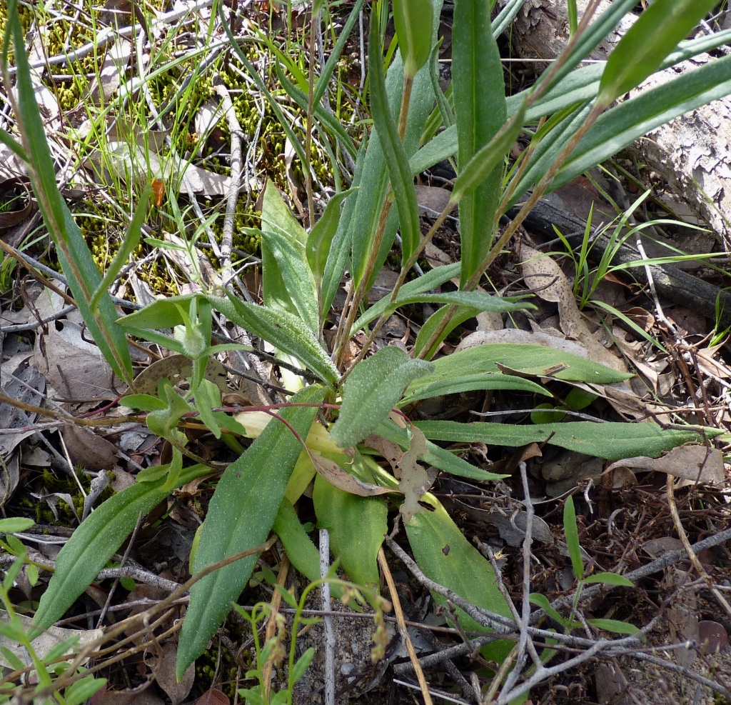 Podolepis jaceoides (hero image)