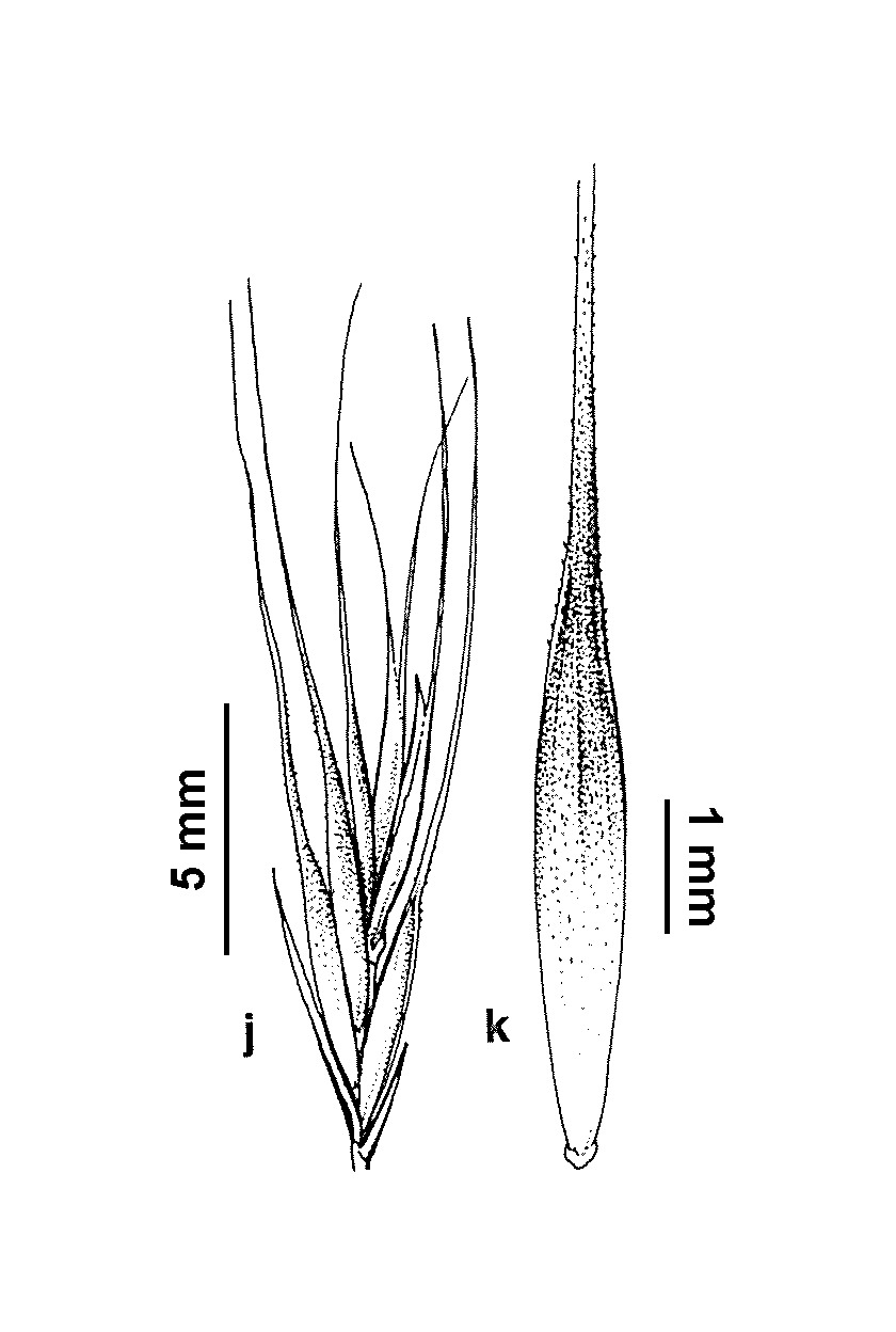 Vulpia muralis (hero image)